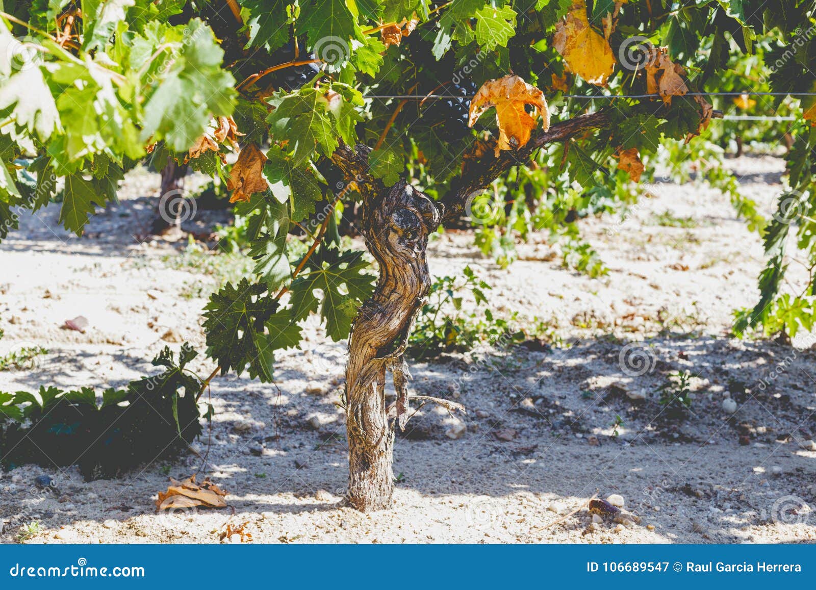 Grape Trunk. Grapevine Detail with Trunk and Earth Stock Image - Image ...