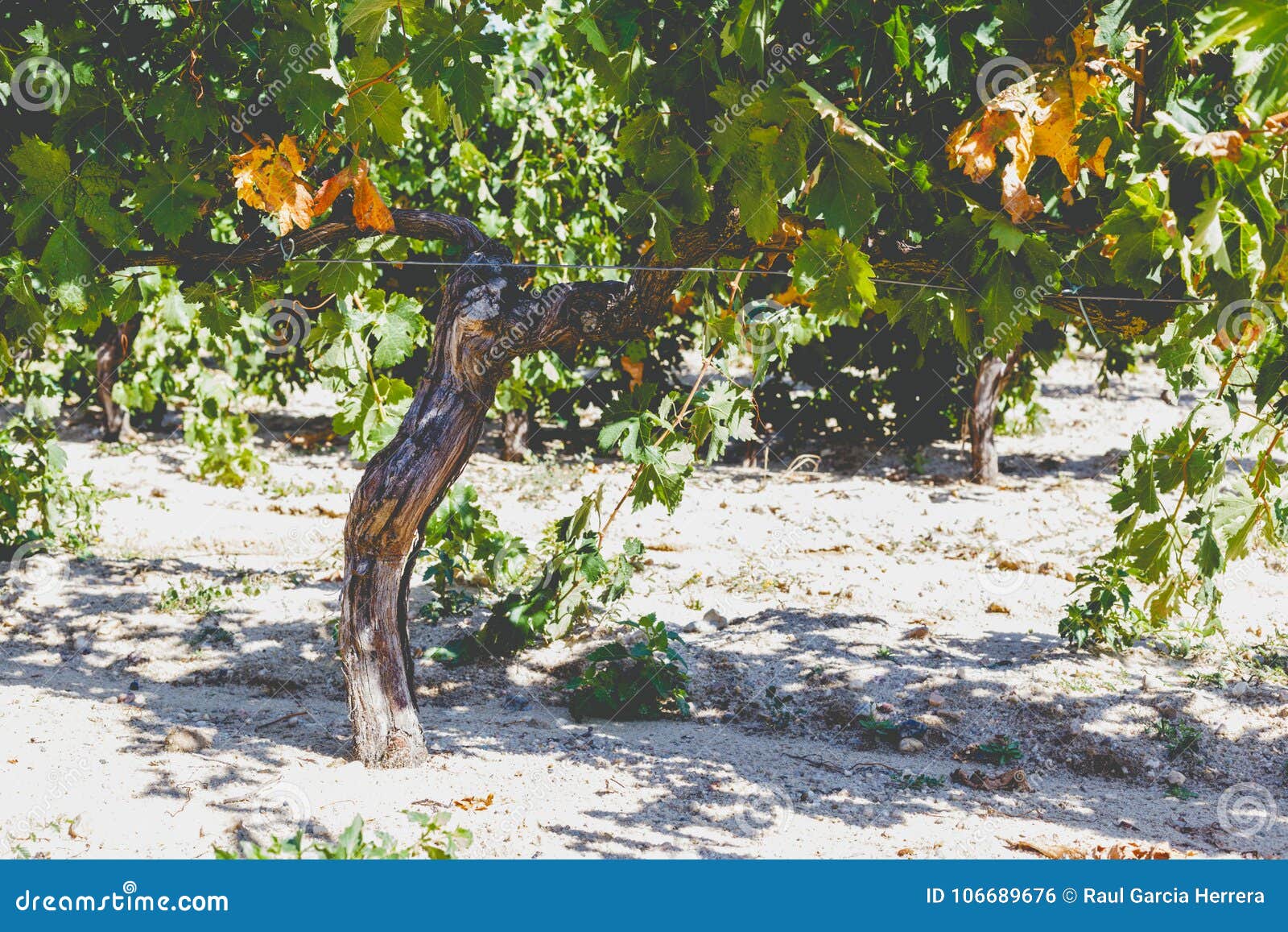 Grape Trunk. Grapevine Detail with Trunk and Earth Stock Photo - Image ...