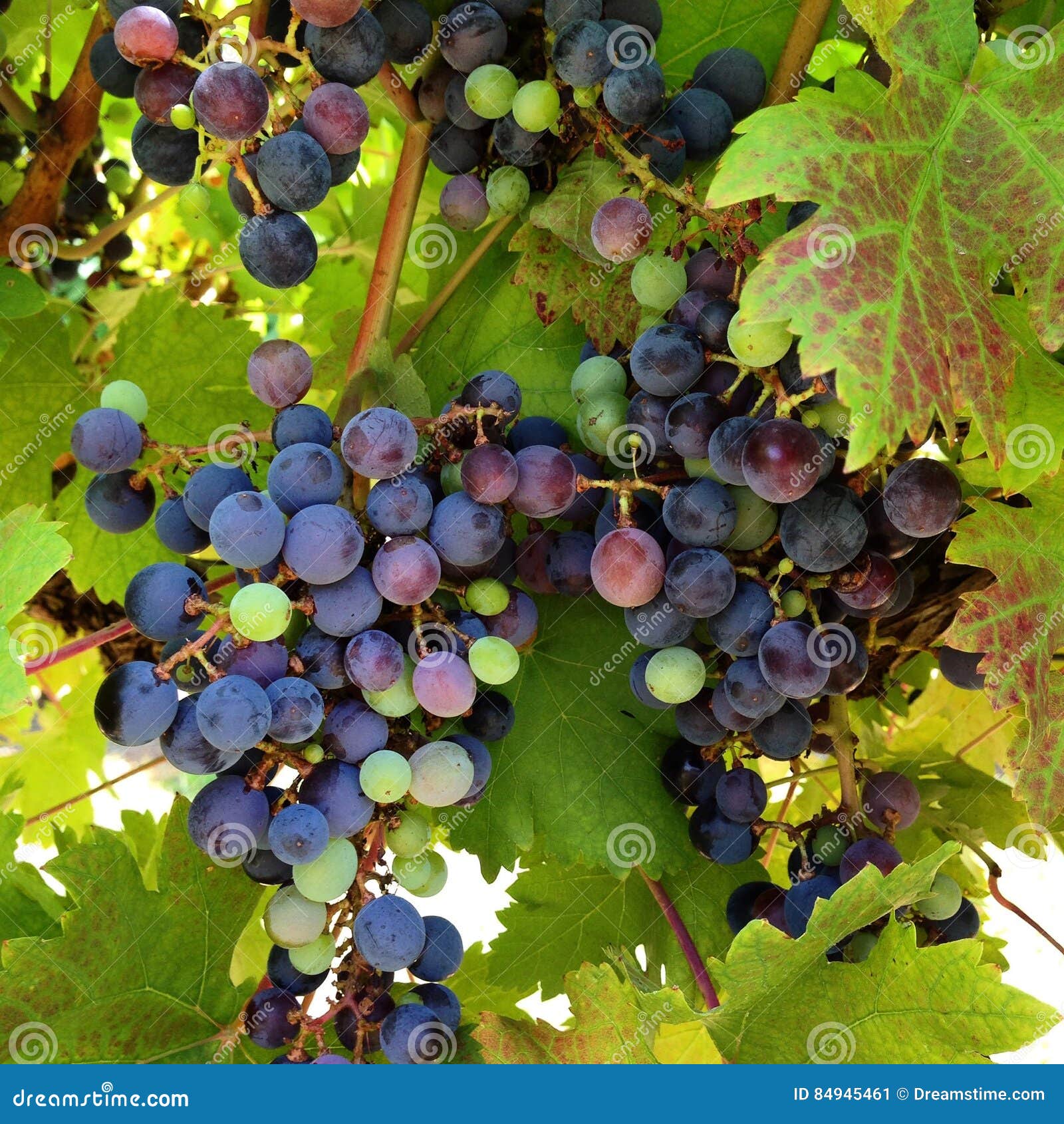 Grape Verasian stock image. Image of green, grapevine 84945461