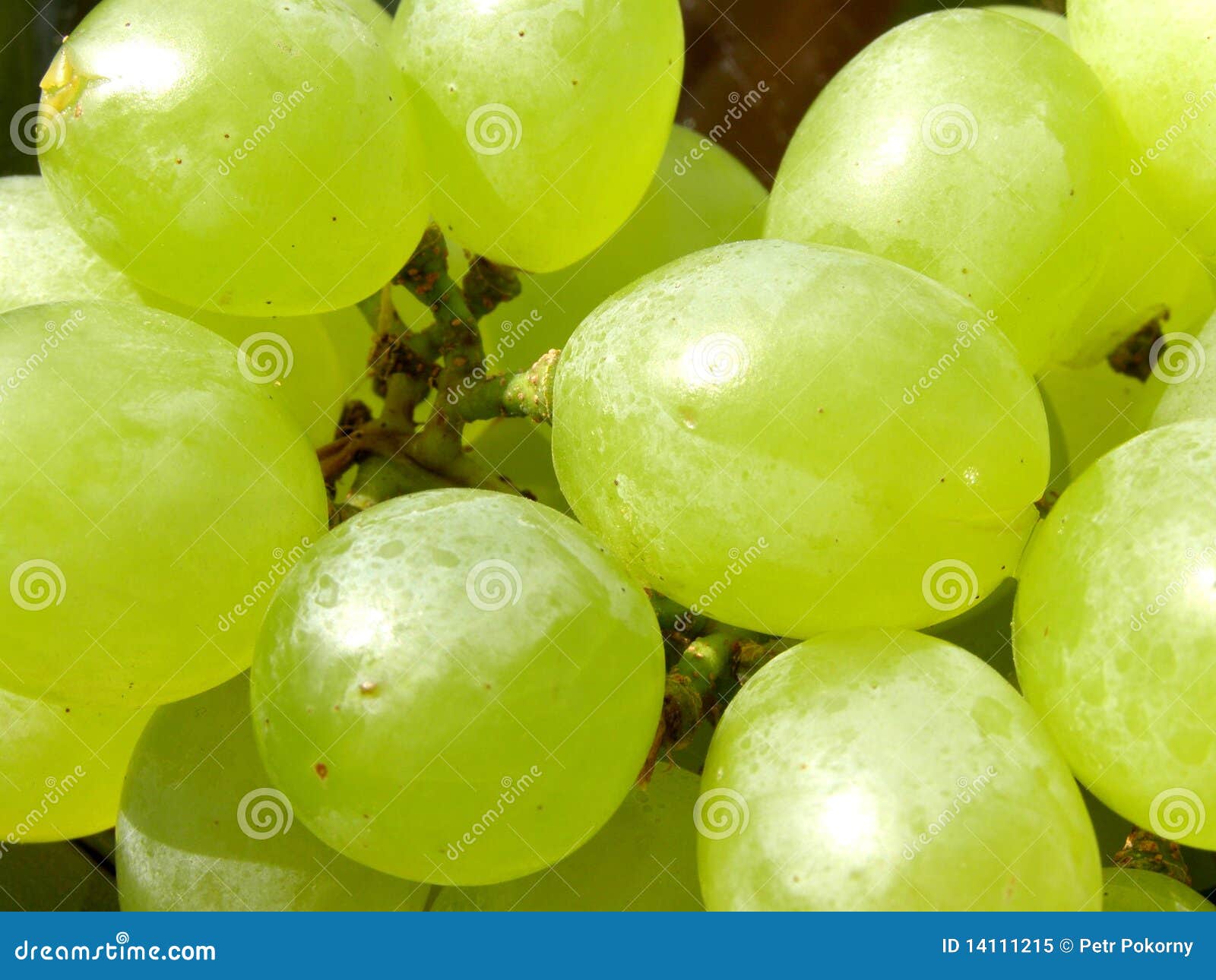 Grape Vine Leaves Turning Brown And Bunches Of Dried Grapes Hanging In