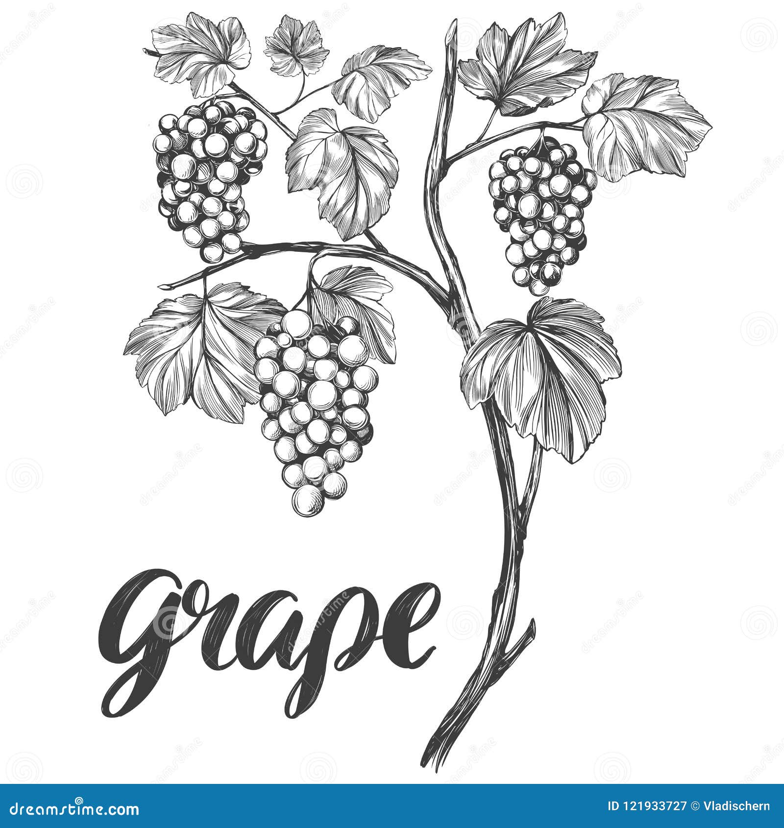 Grape Vines Drawing Png Transparent Png  Transparent Png Image  PNGitem