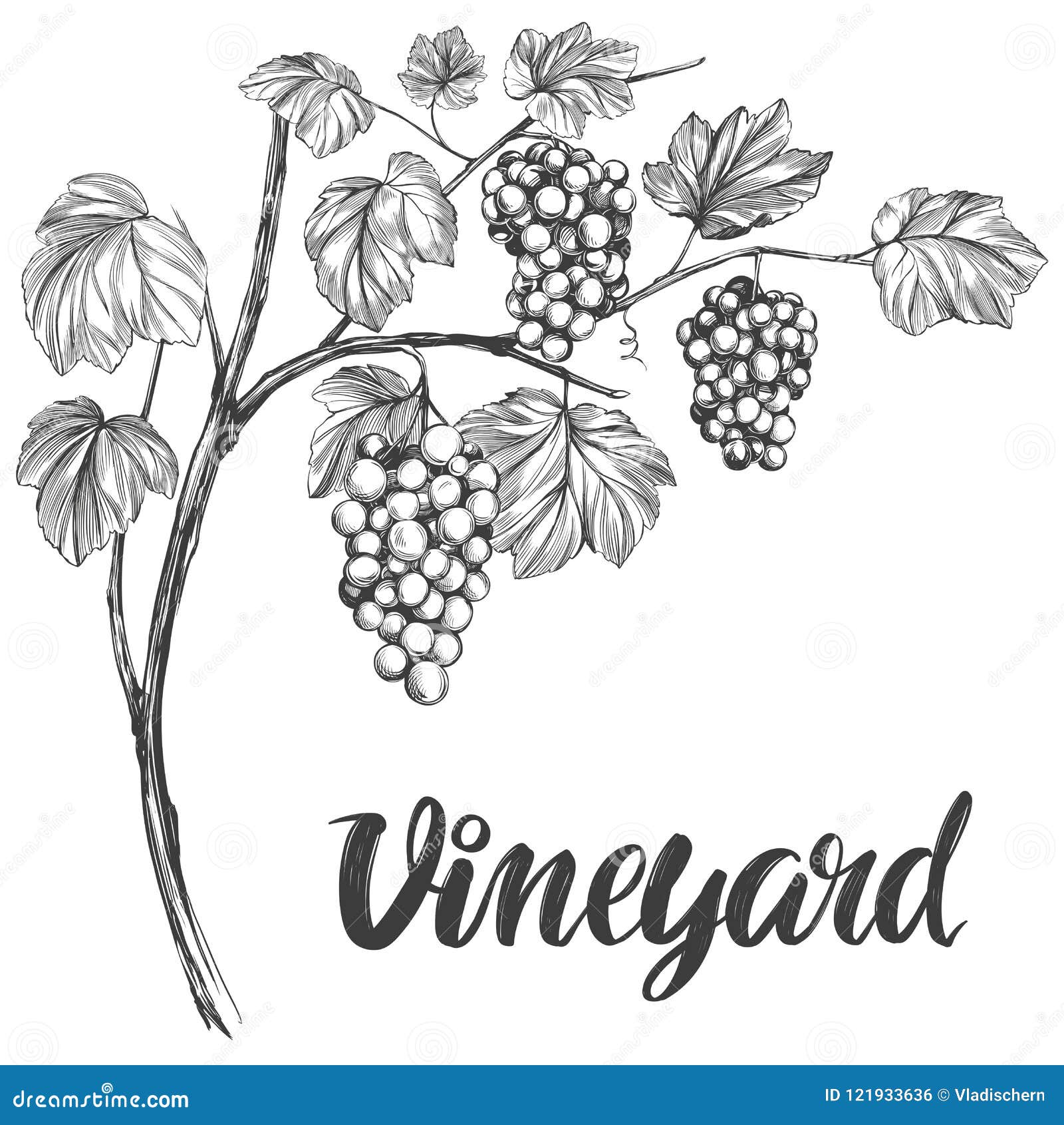 Hand Drawn Vector Illustration of Branch Grapes Vine Sketch Isolated on  White Background Stock Vector  Illustration of drink branch 99820522