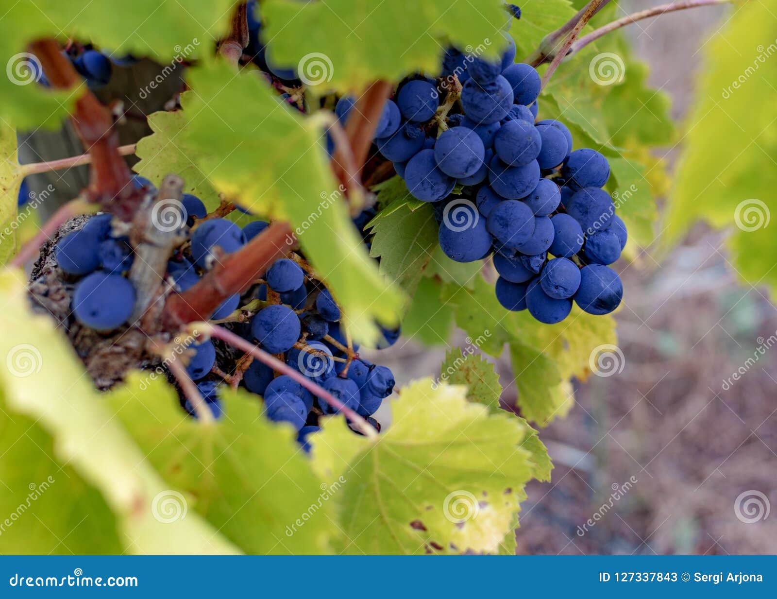 grape vine of the tempranillo.