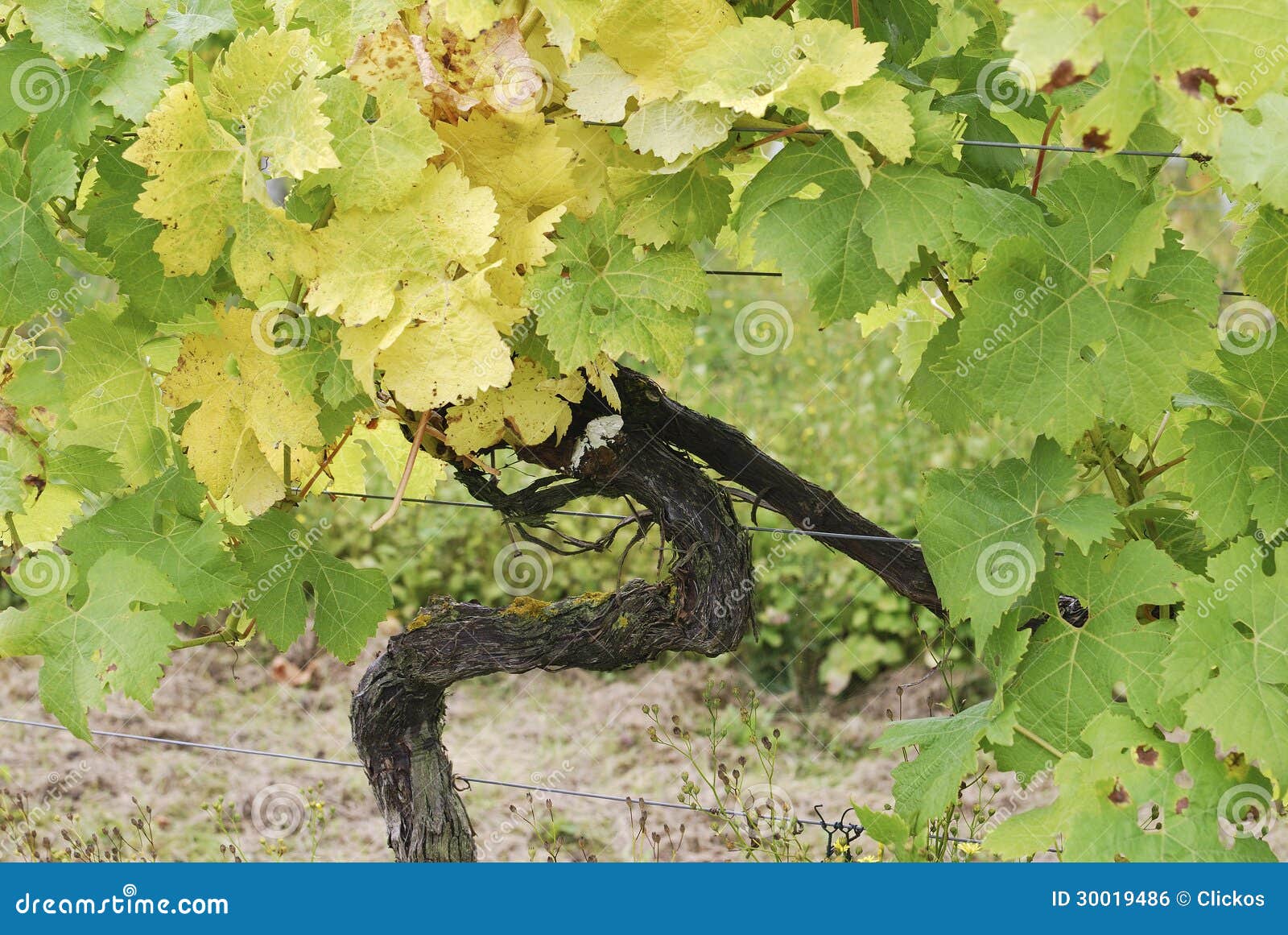 grape vine in vineyard at dorking. surrey. england