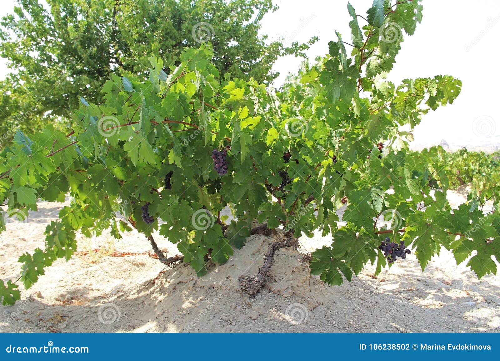 Grape Vines with Black and Green Grapes. Vineyard. Turkey. Stock Photo ...