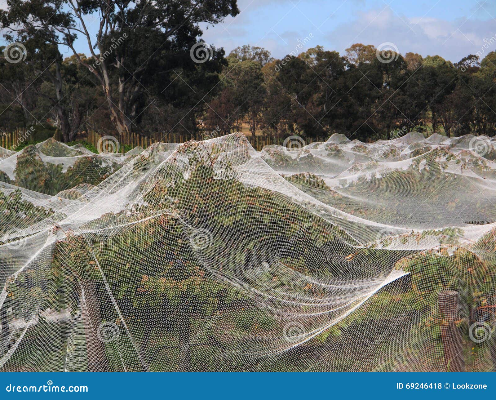 grape vines covered with bird netting