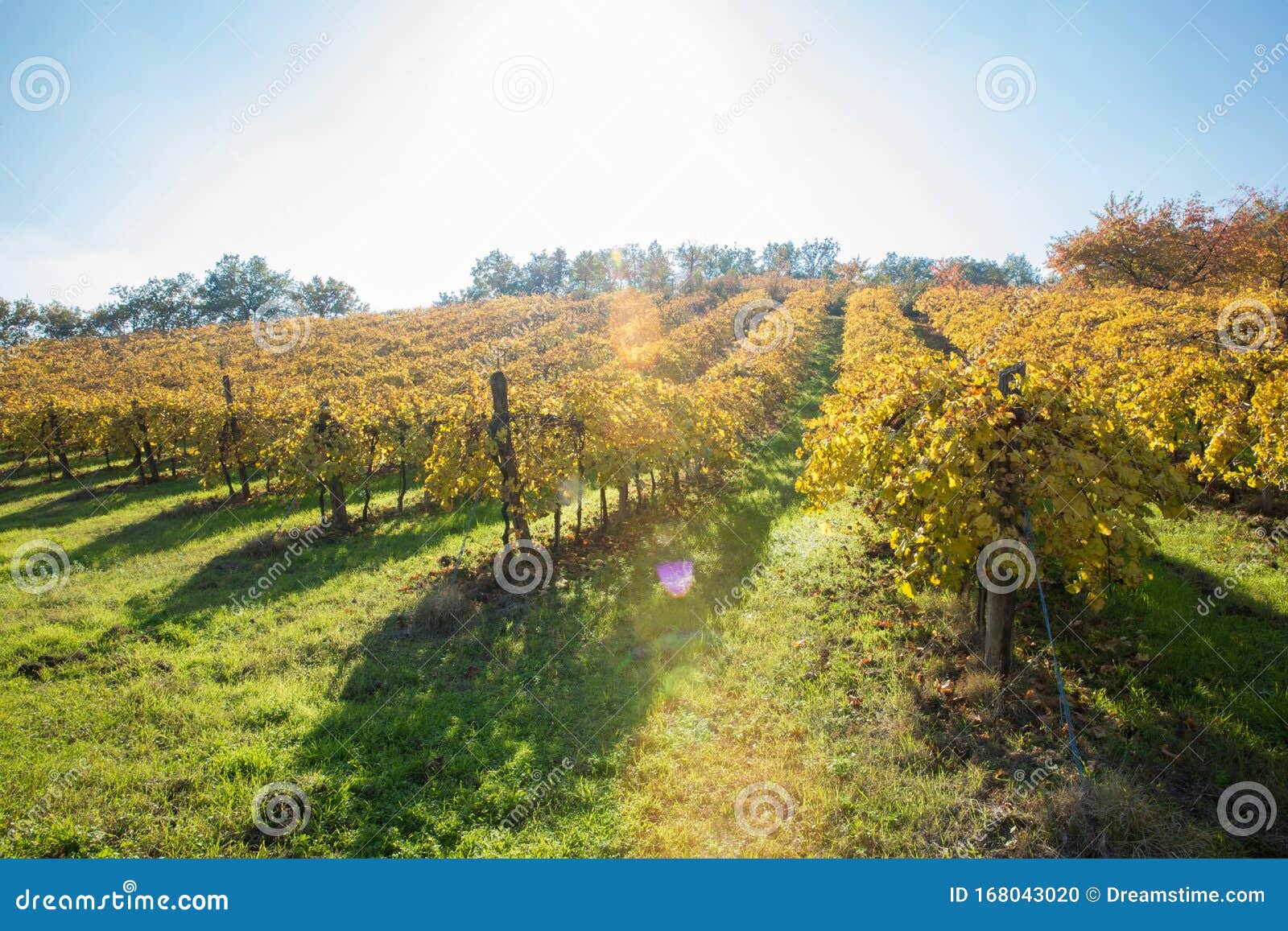Grape Vines in Italy, Autumn in Italy Stock Photo Image of plant