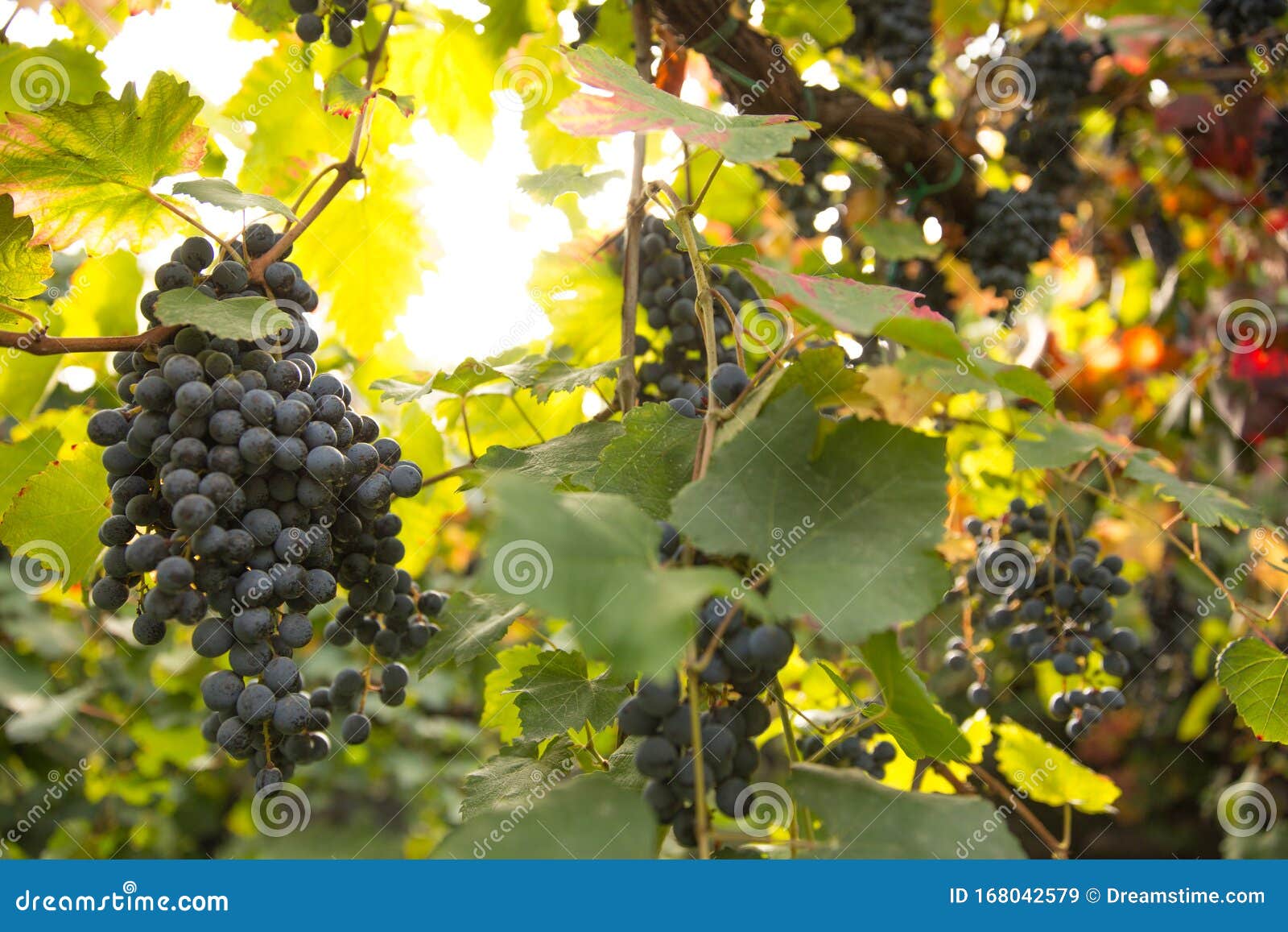 Grape Vines in Italy, Black Grapes on Vineyard Stock Image Image of