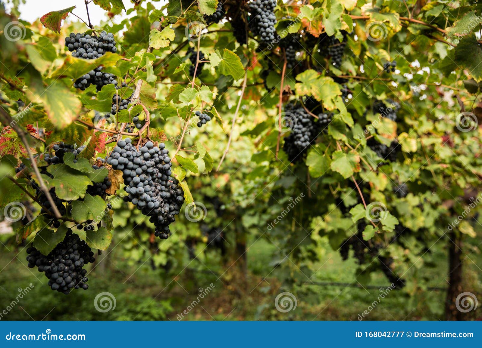 Grape Vines in Italy, Black Grapes on Vineyard Stock Image Image of