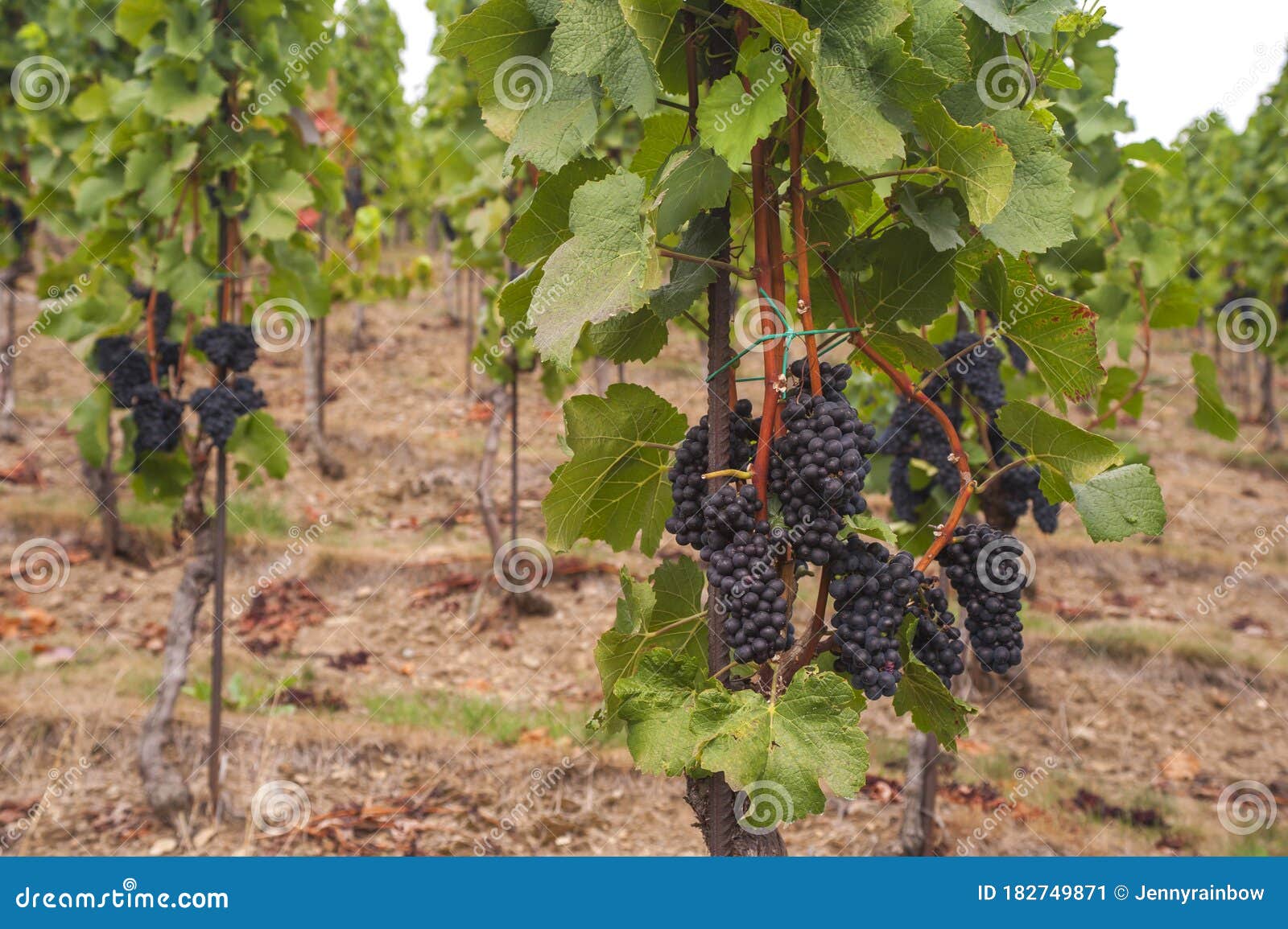 grape vines by rows with clusters of ripe black blue grape berries. .the st. clara vineyard