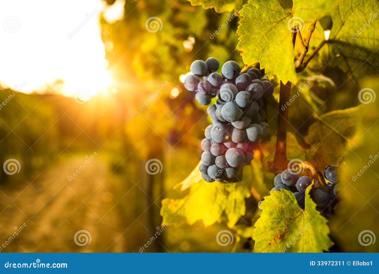 grape in the vineyard.