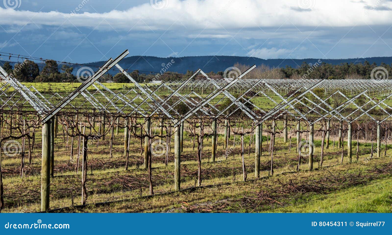 Grape Vineyard Plantation on Trellis Work Stock Image Image of
