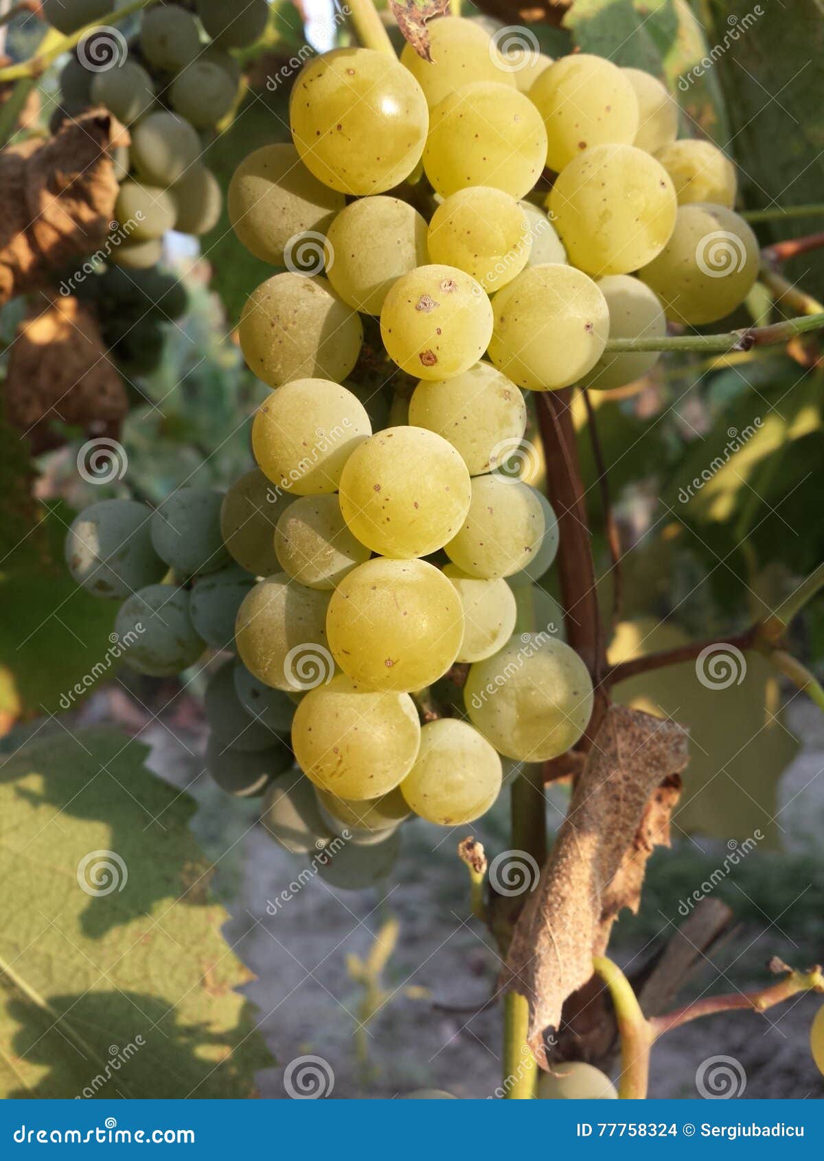 Grape stock photo. Image of wine, sultana, fruit, moldova 77758324