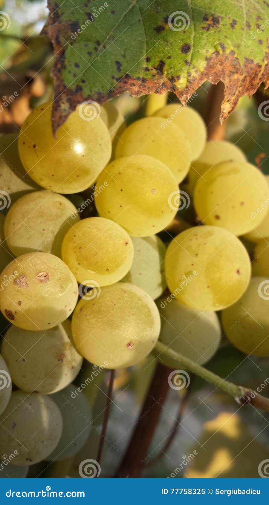 Grape stock image. Image of fruit, moldova, grape, plant 77758325
