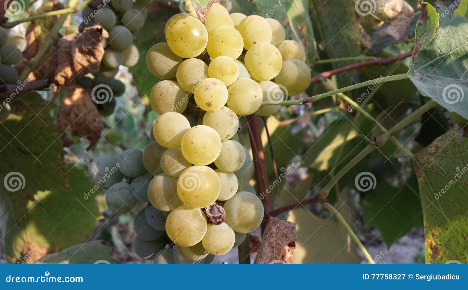Grape stock image. Image of moldova, grape, produce, vitis 77758327