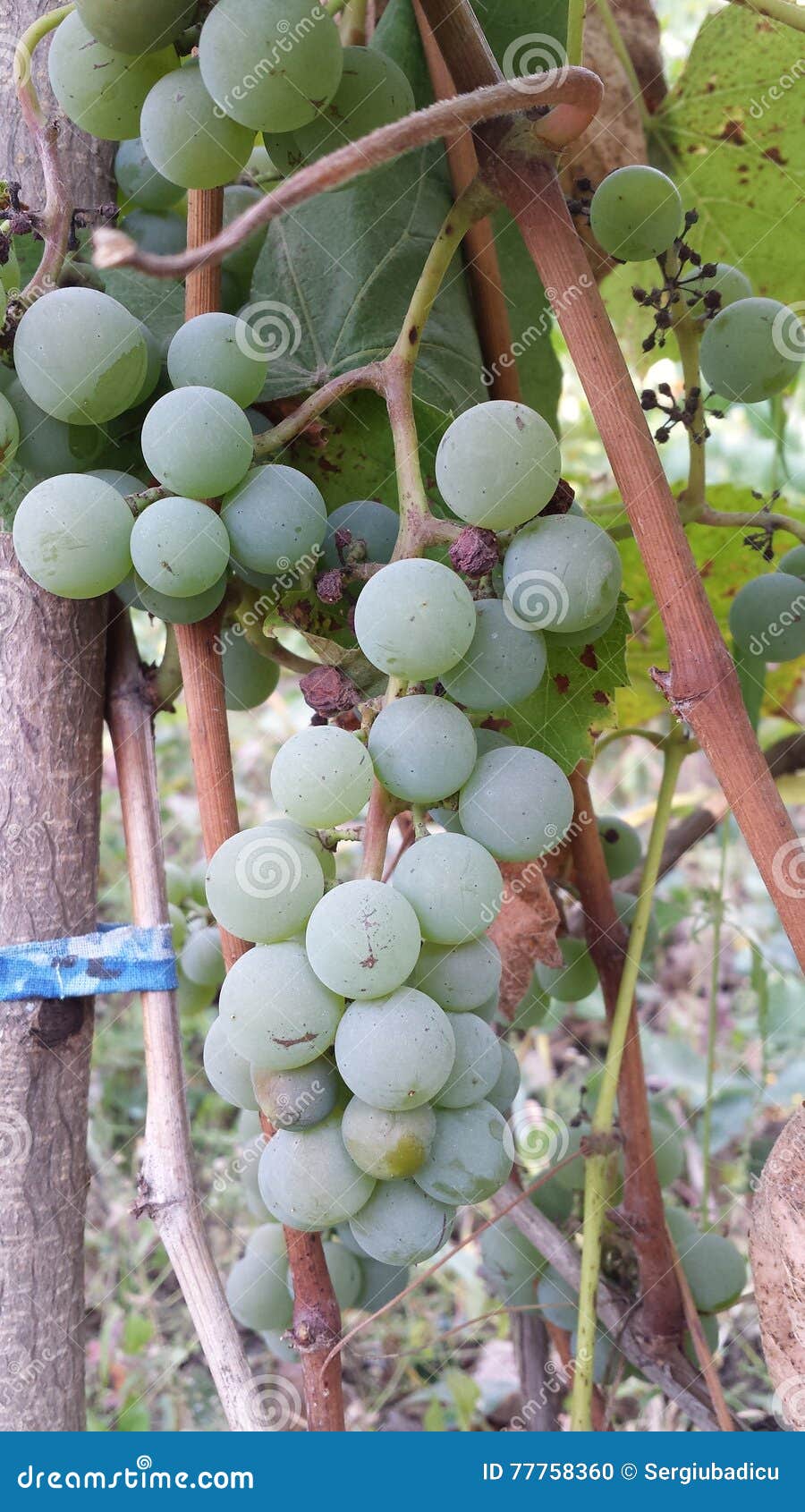Grape stock photo. Image of fruit, food, grapes, grape 77758360