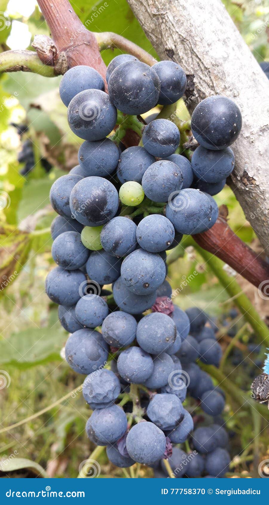 Grape stock photo. Image of blueberry, vitis, plant, moldova 77758370