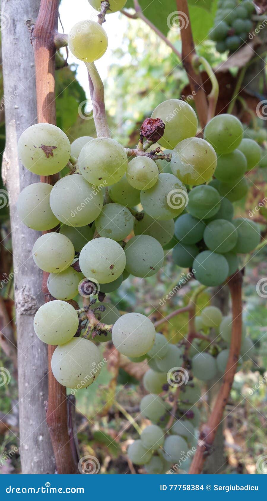 Grape stock photo. Image of sultana, vitis, wine, grapes 77758384