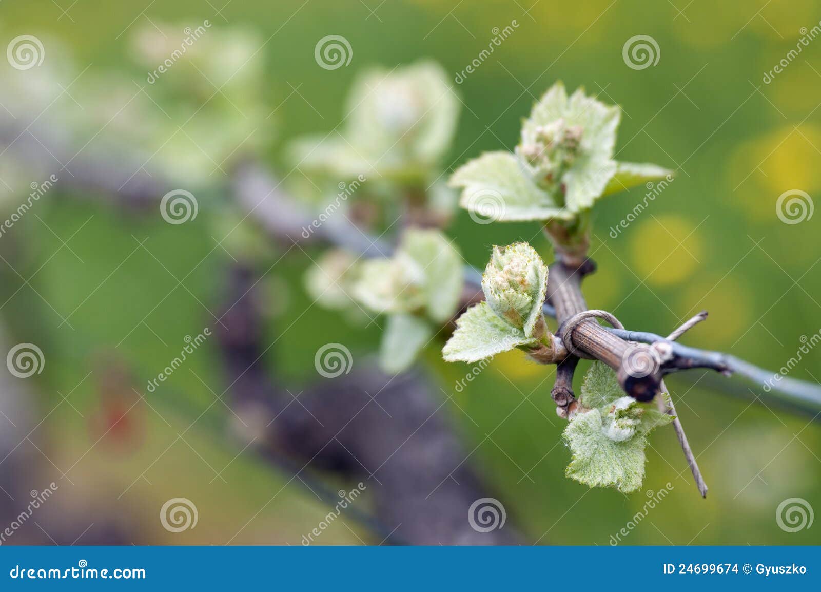 Grape wine sprouts stock photo. Image of grape, patch 24699674