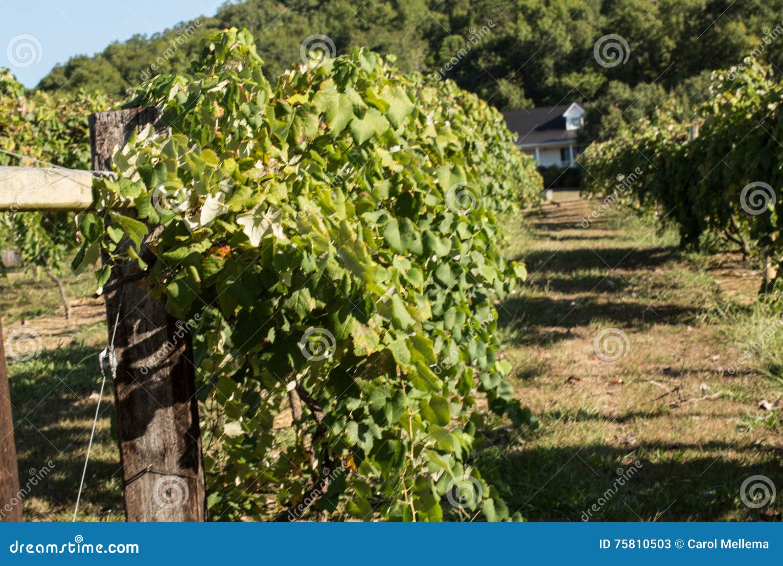 Grape Wine Vineyard Grapevines in Tennessee Stock Image Image of