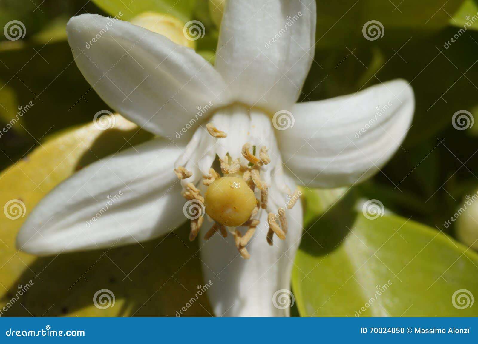 Grapefruit flower stock photo. Image of close, fruit 70024050