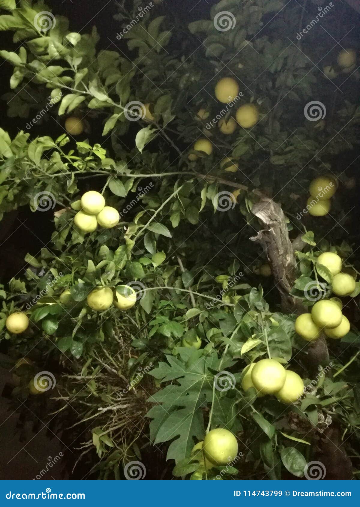 Pomelo Fruit Plant from Home Stock Image Image of home, fruit 114743799
