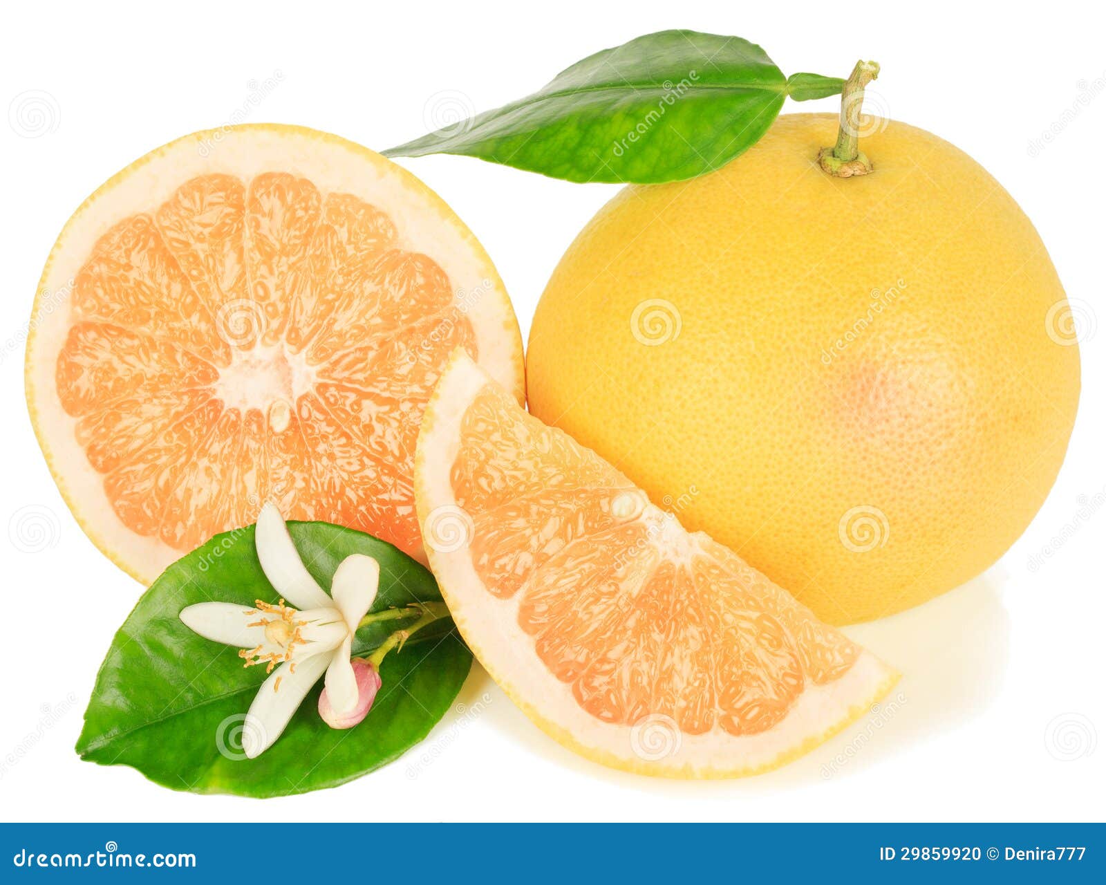 933 Grapefruit Blossom Stock Photos Free & RoyaltyFree Stock Photos