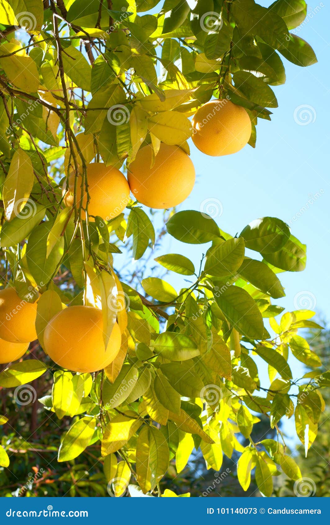 grapefruit growing organic in southern california back yard in winter time with sunny day, blue sky background with room or space