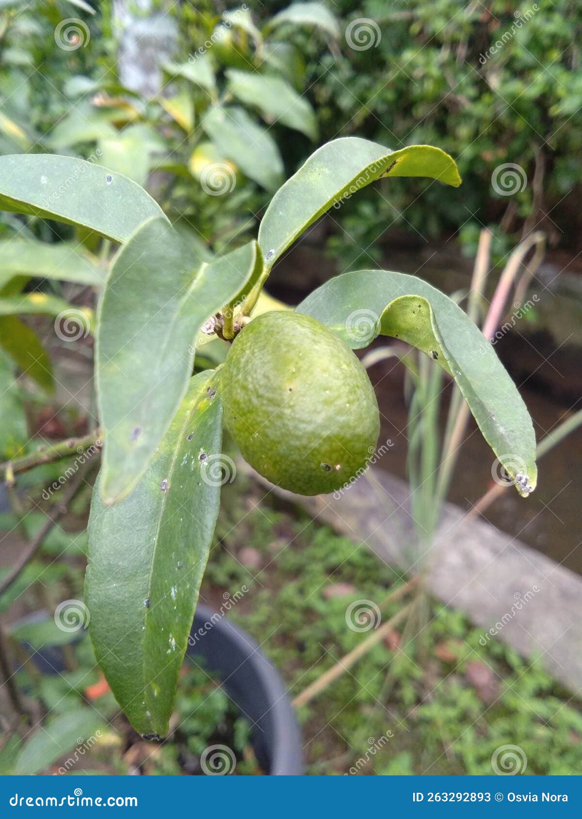 This Grapefruit is Taste Sour Stock Image Image of tree, flower