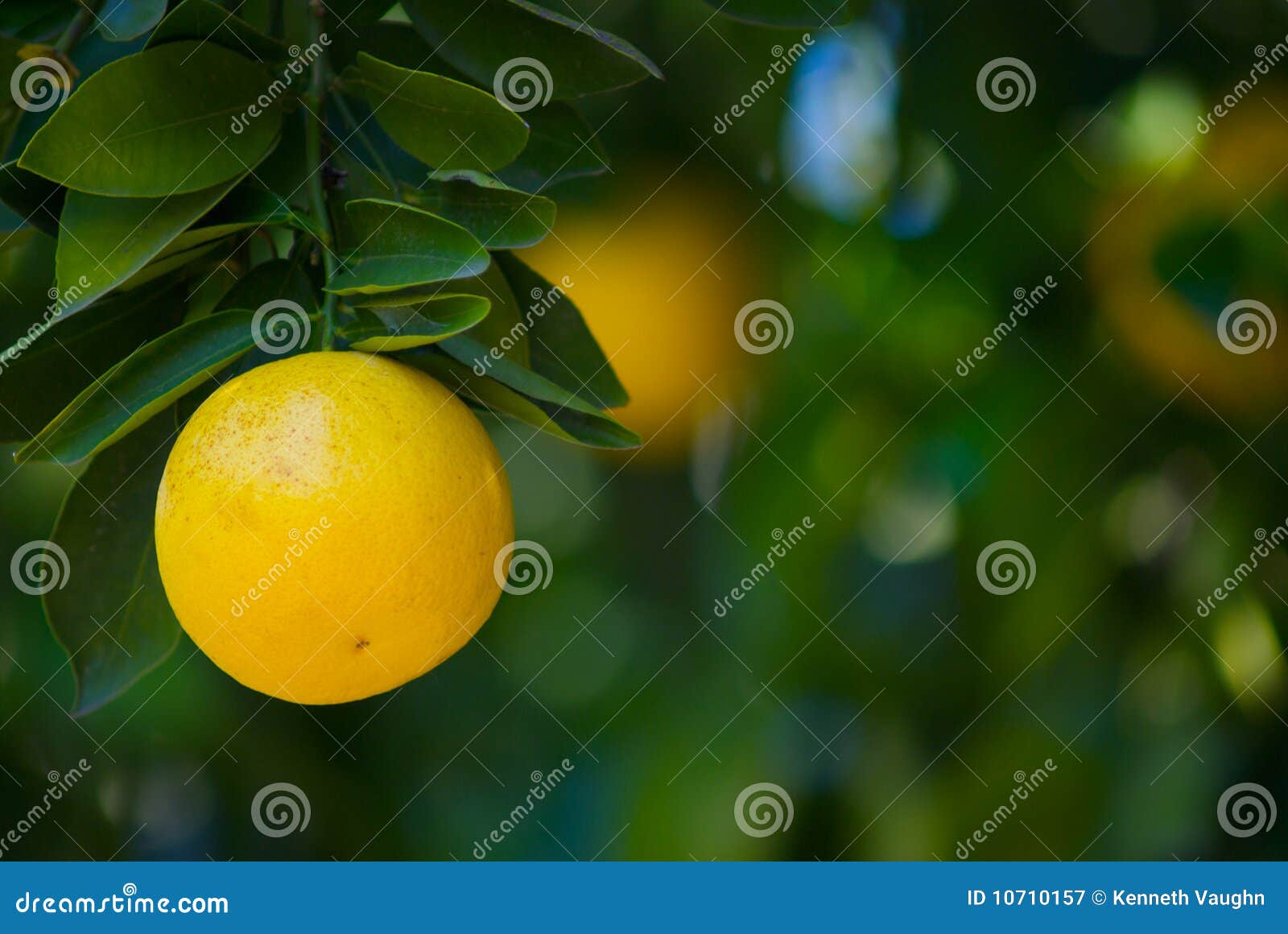 grapefruit on tree