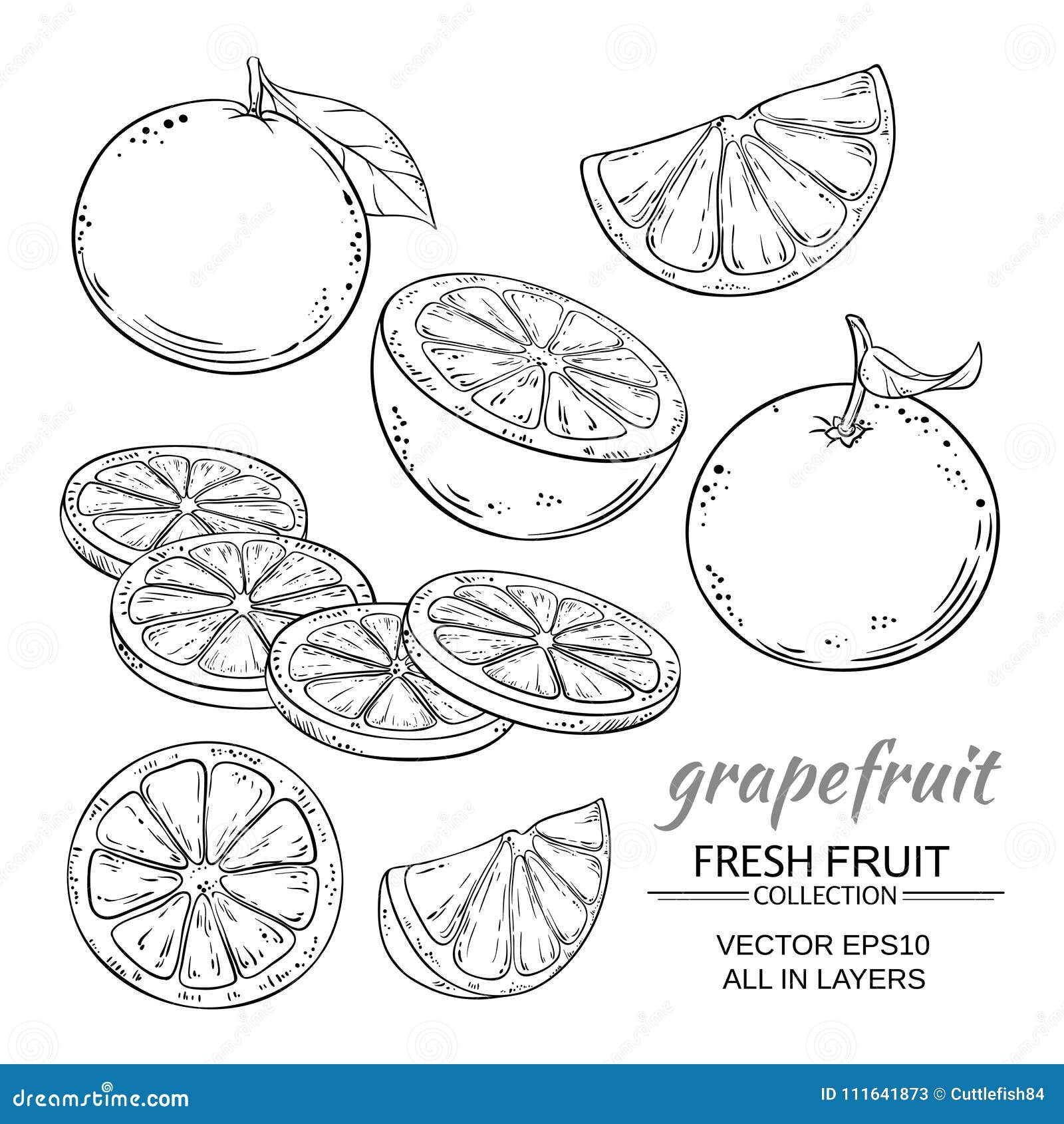 Grapefruit vector set stock vector. Illustration of leaf 111641873