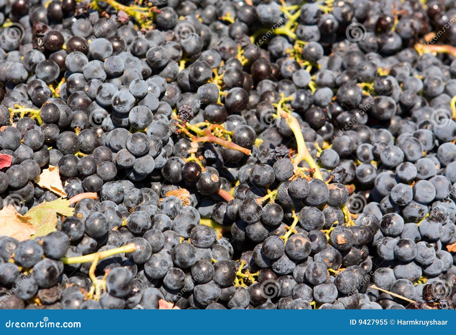 Grapes background stock image. Image of horticulture, dark - 9427955