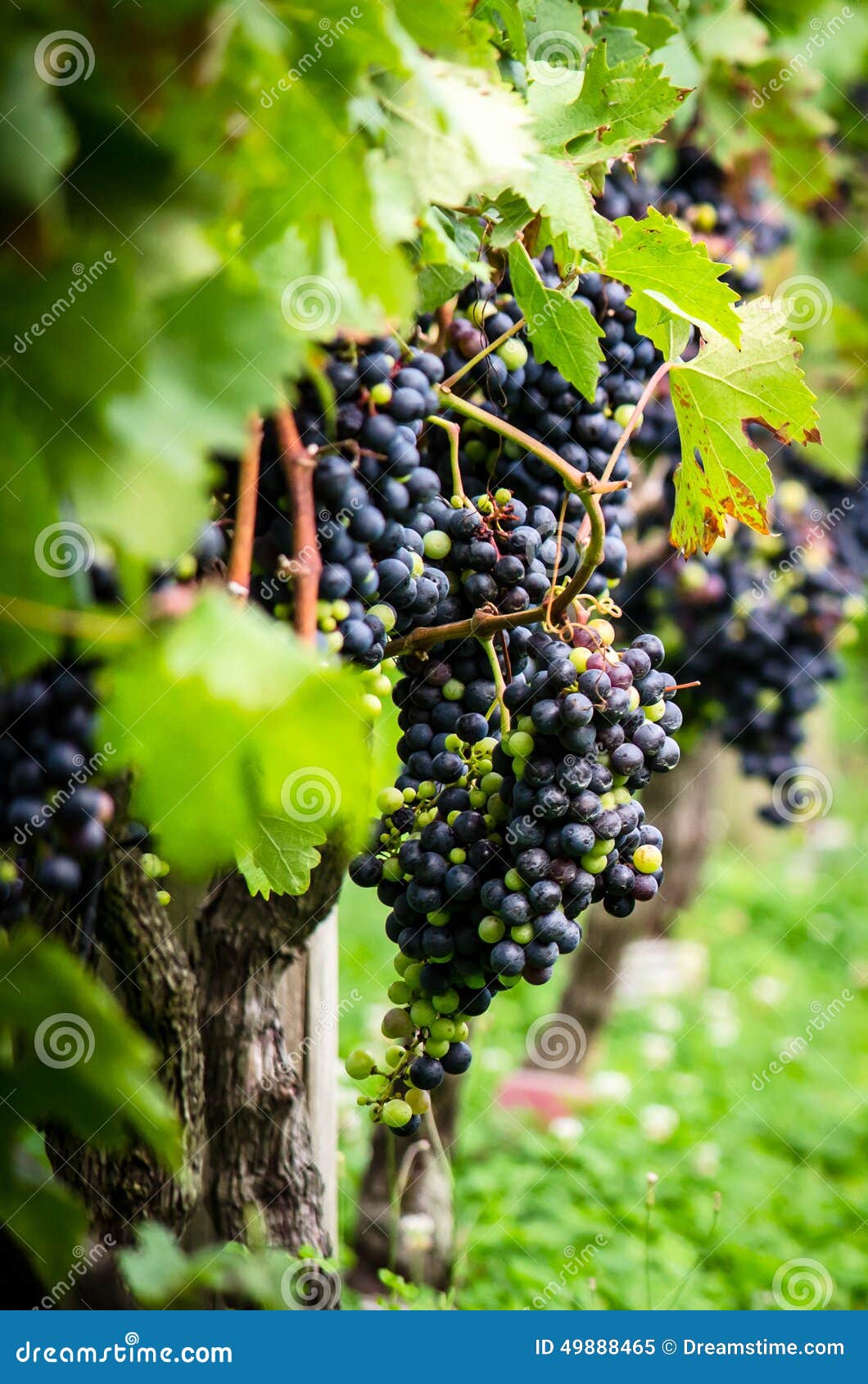 Grapes stock image. Image of vine, grape, brazil, south 49888465
