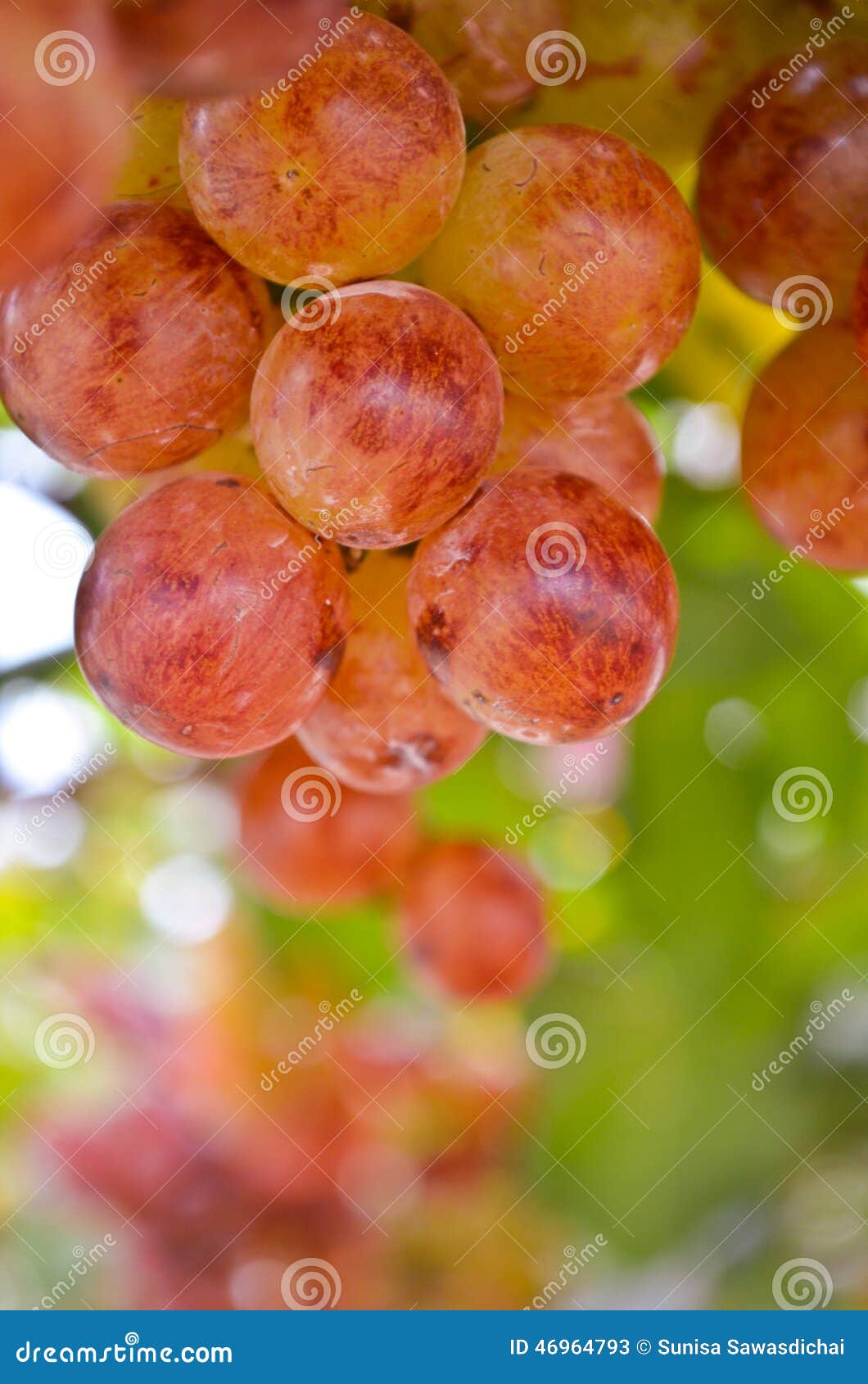 Grapes stock image. Image of grape, purple, healthy, agriculture 46964793