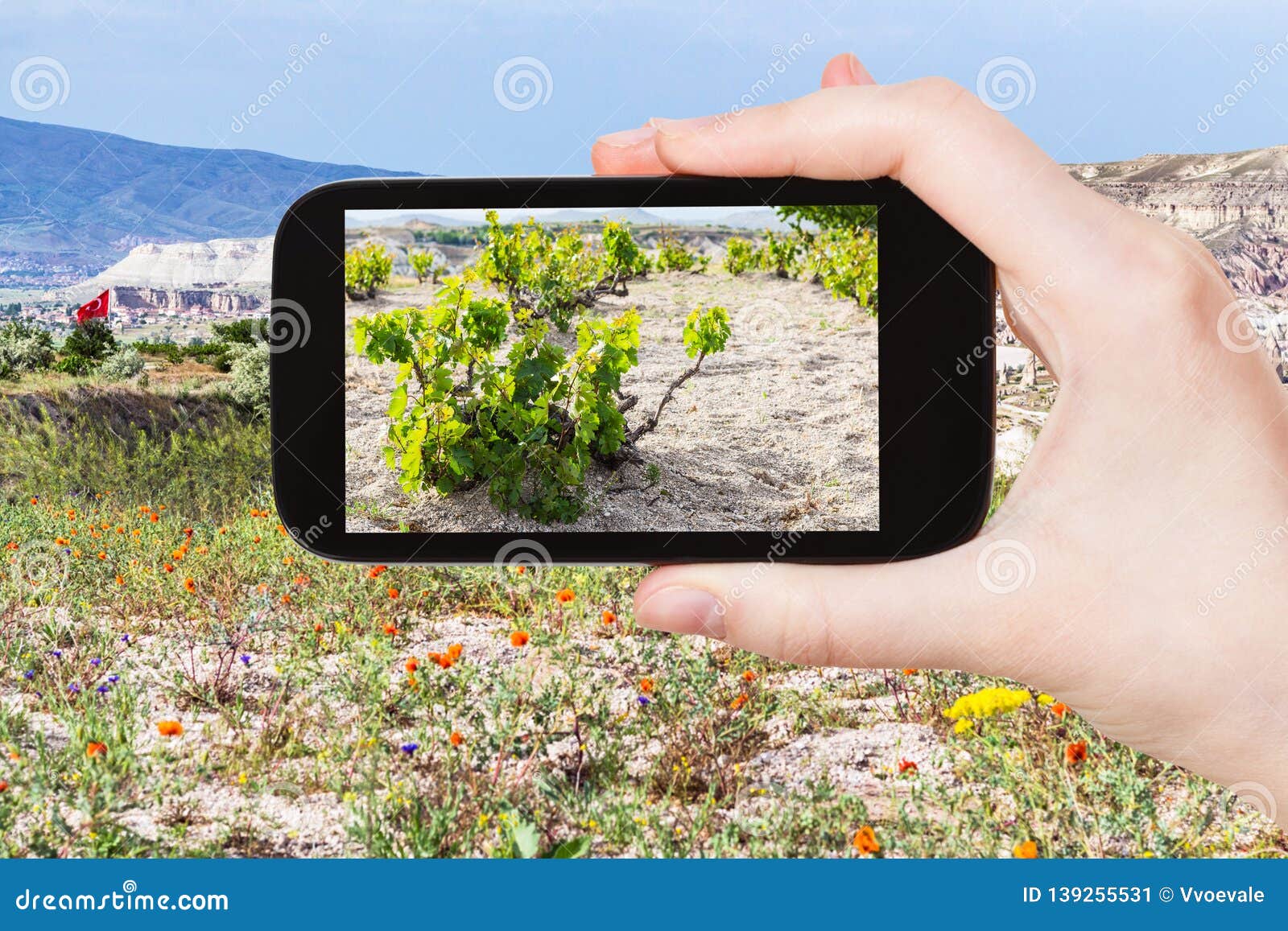 Grapes Bush In Garden In Cappadocia In Spring Stock Image Image