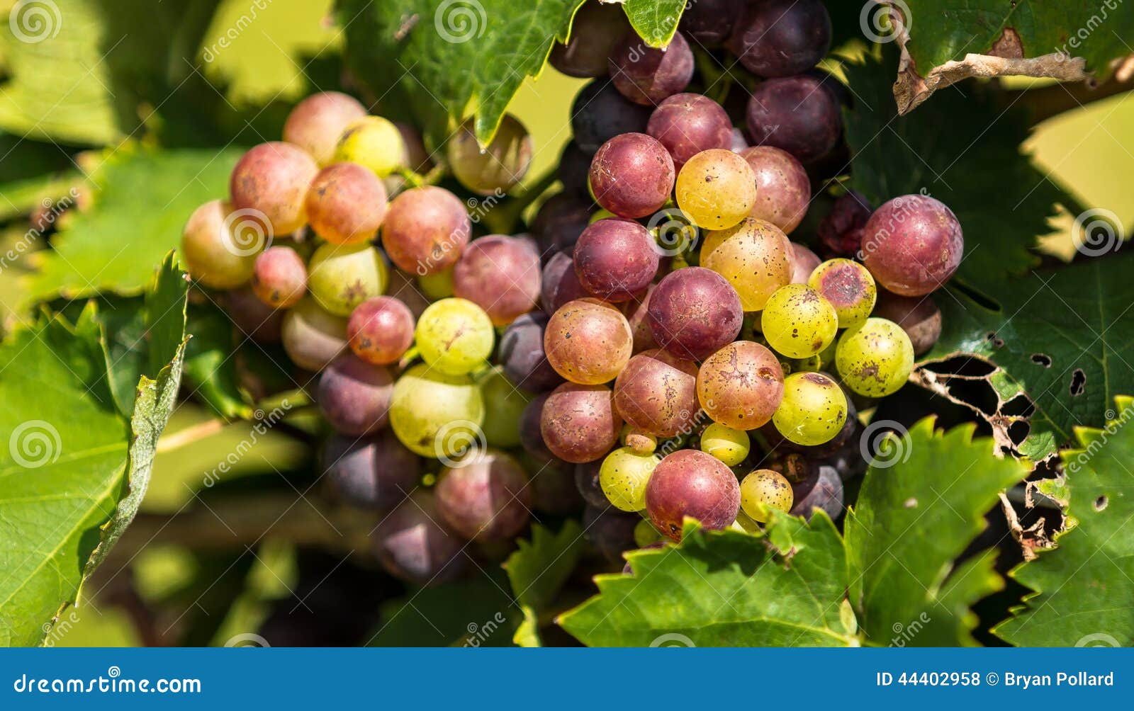 Grapes stock photo. Image of north, purple, horizontal 44402958