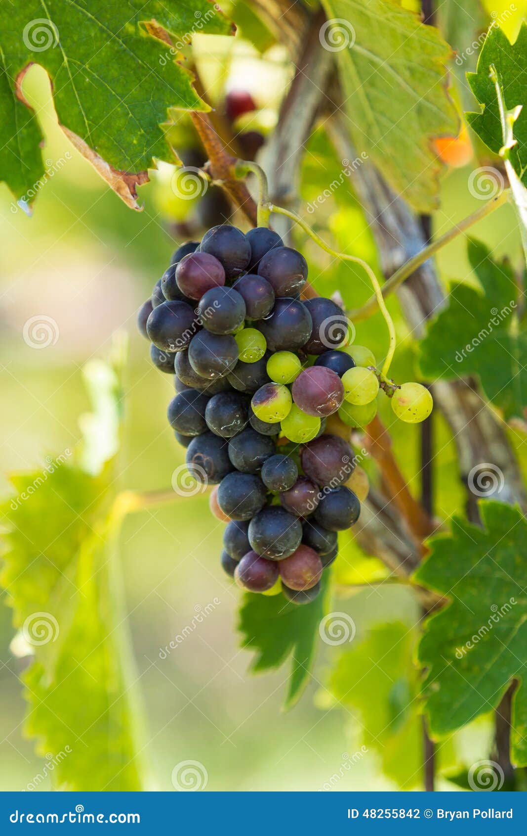 Grapes stock photo. Image of blue, healthy, fresh, food 48255842
