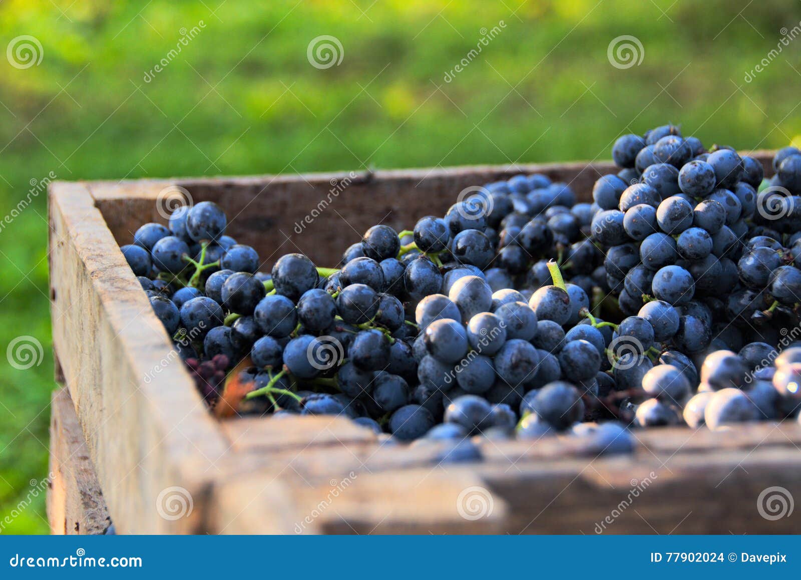 grapes