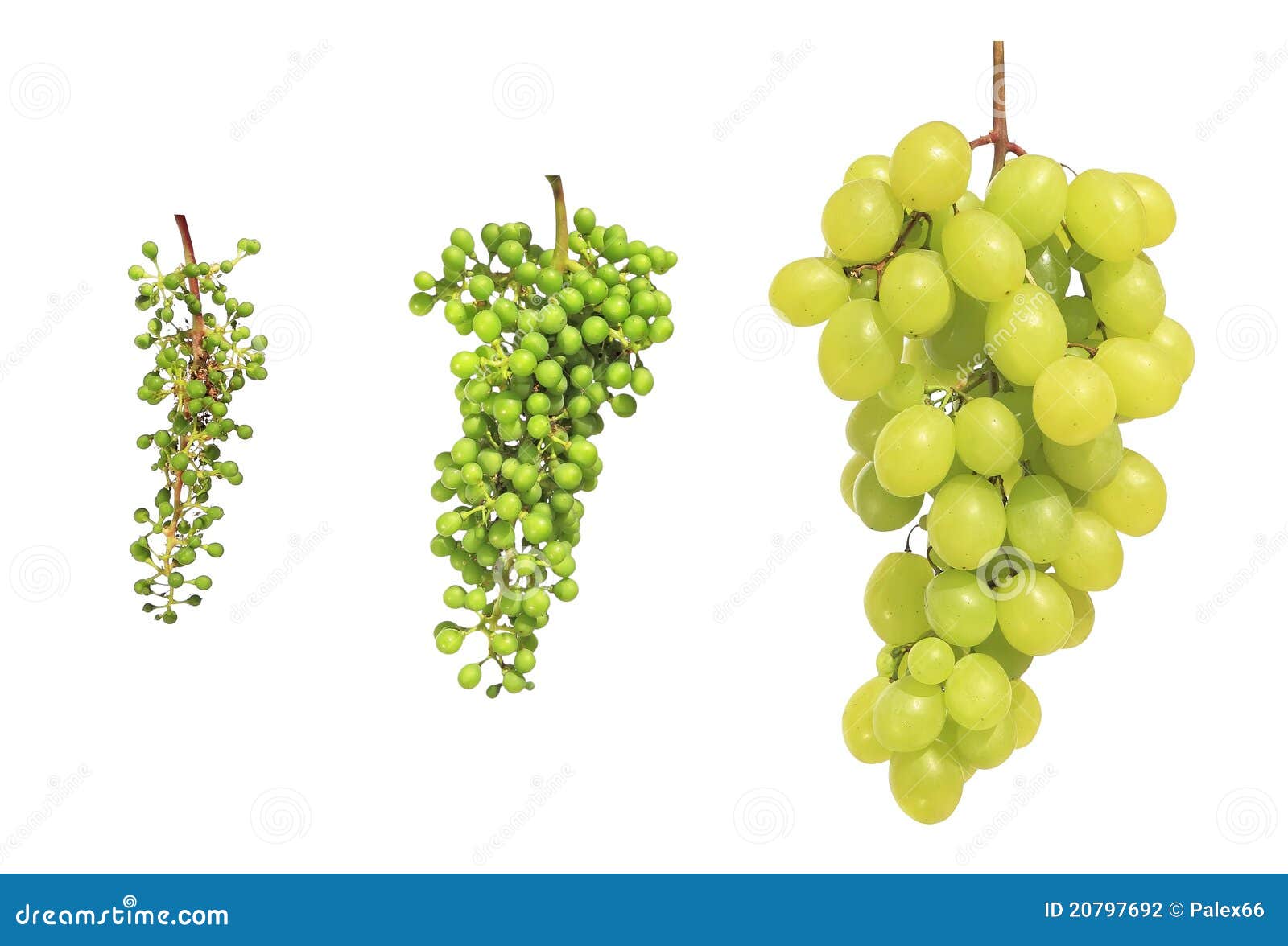 Grapes clusters isolated on a white background at different stages of development