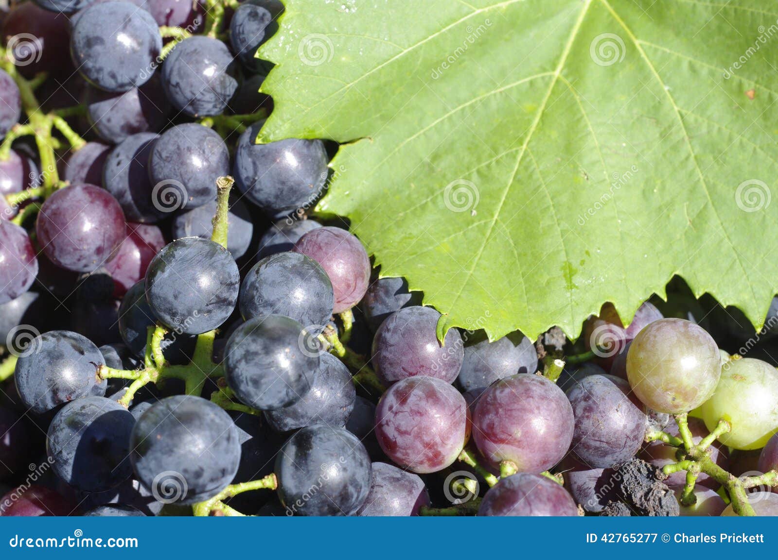 Grapes stock image. Image of sunshine, concord, grapes 42765277