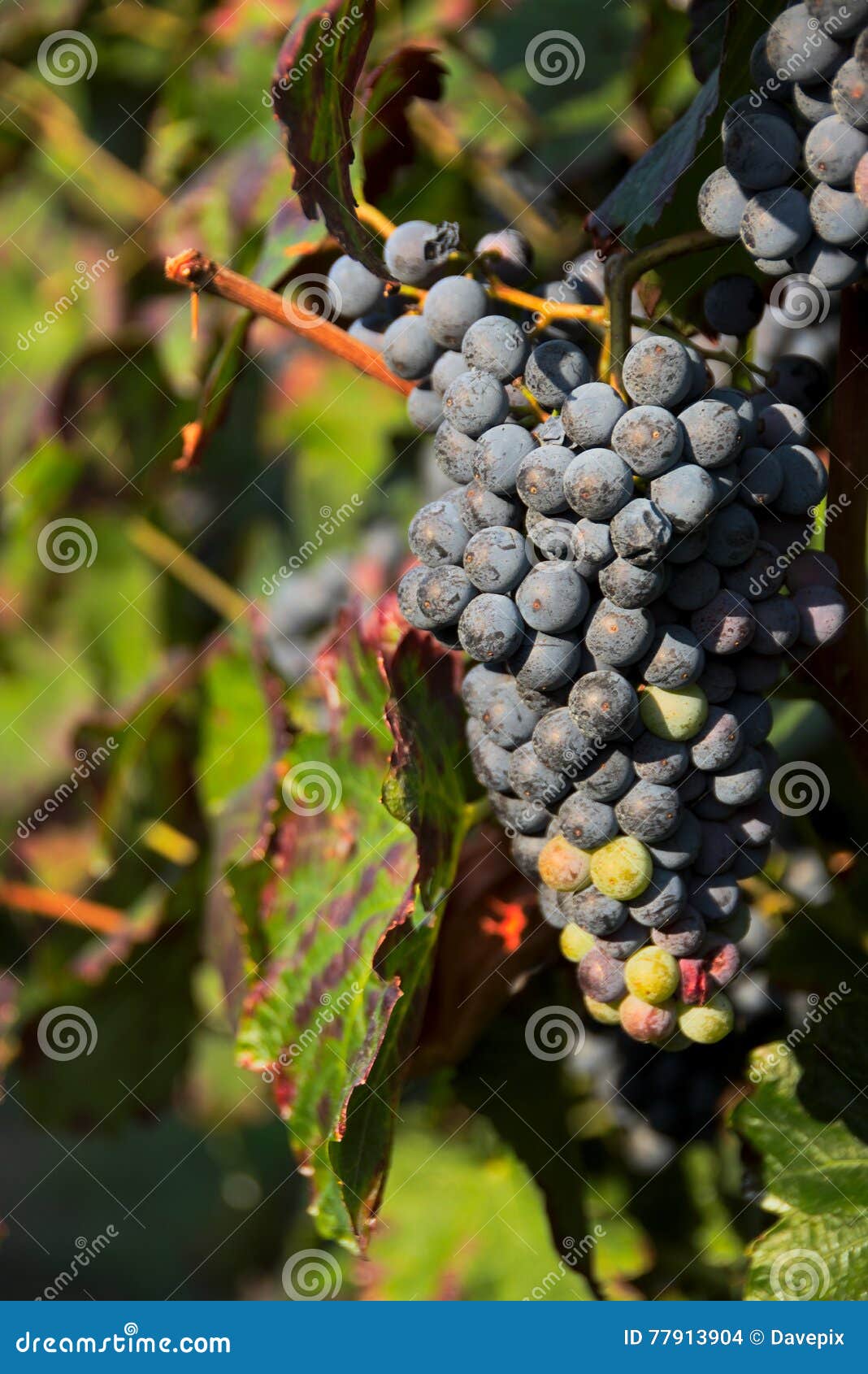 grapes