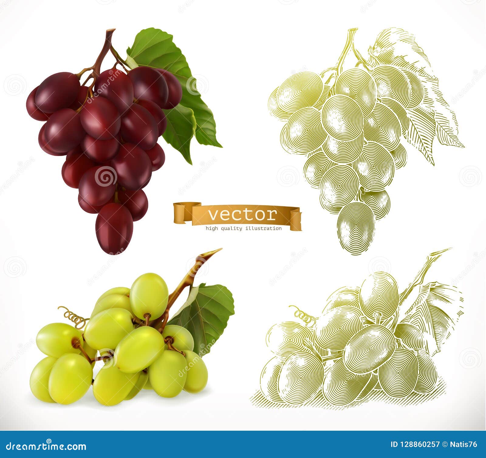 grapes. 3d realism and engraving styles.  