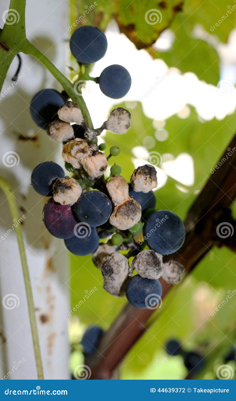 Grapes diseased stock photo. Image of fruit, mould, rotten 44639372