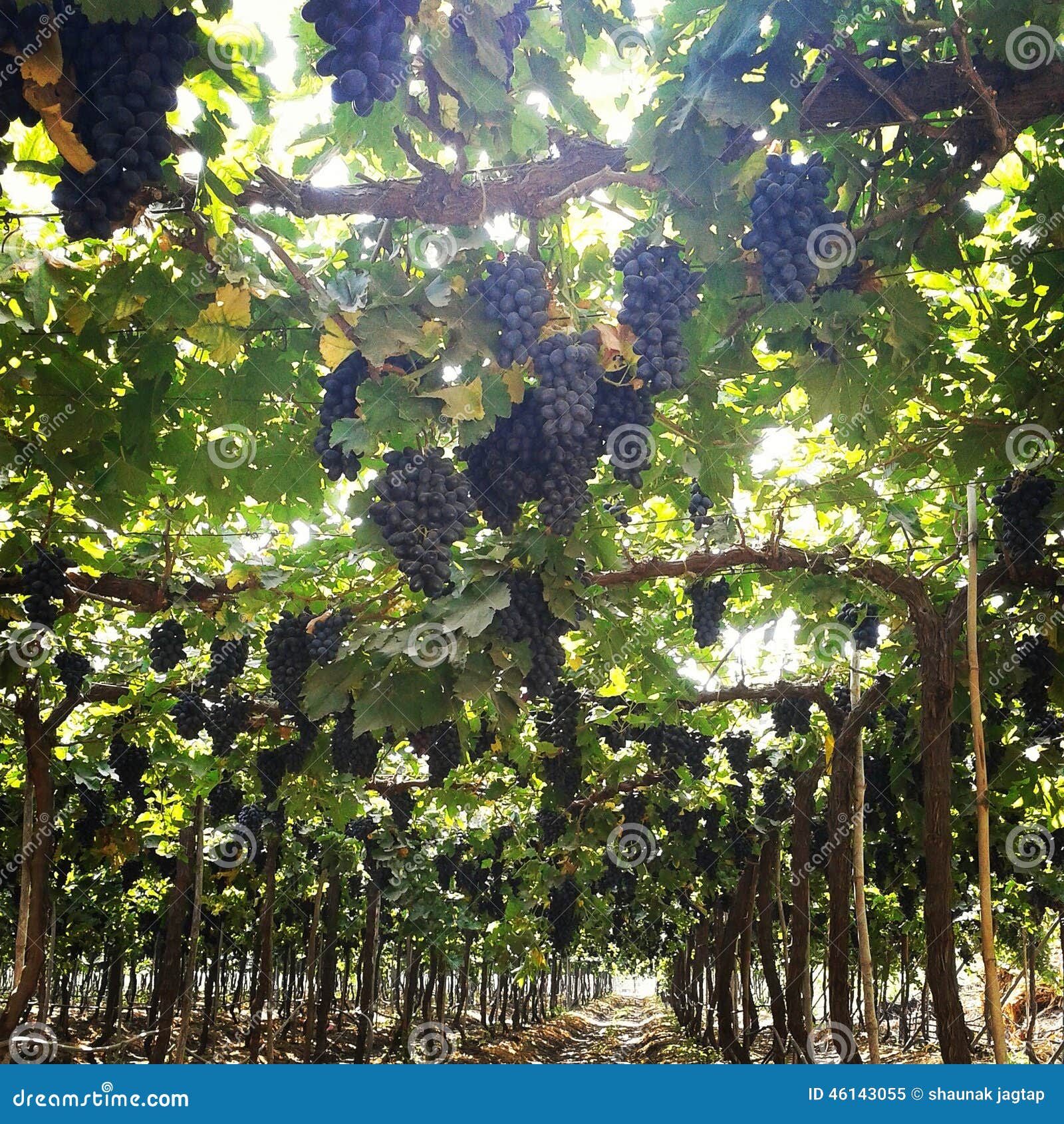 Grapes farm editorial image. Image of grapes, morning 46143055