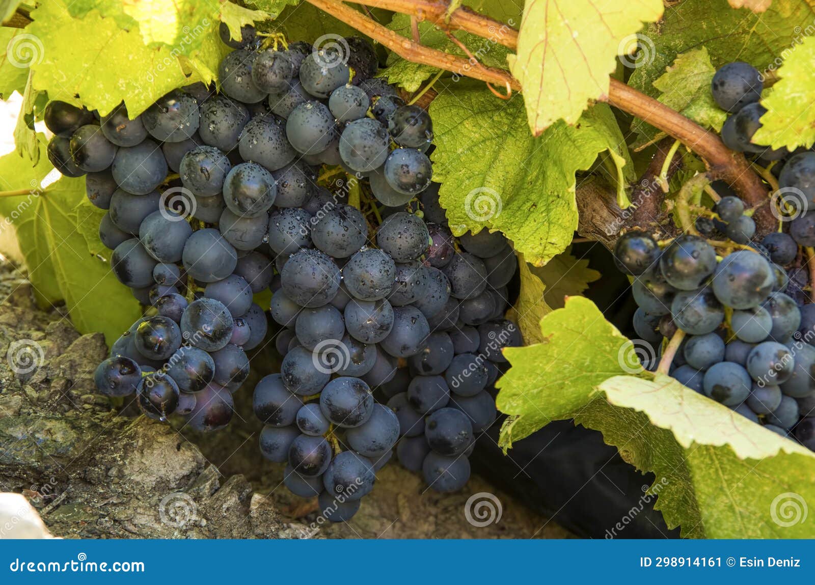 grapes field, vineyard - turkey izmir buca vineyard