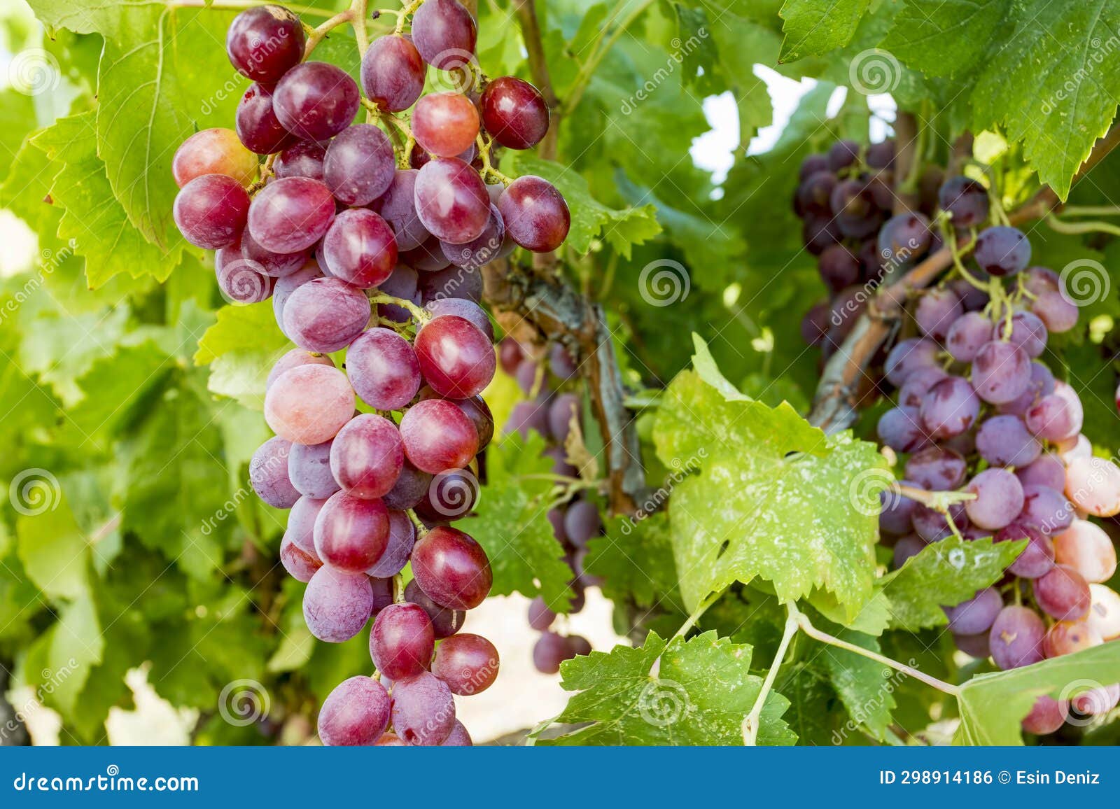 grapes field, vineyard - turkey izmir buca vineyard