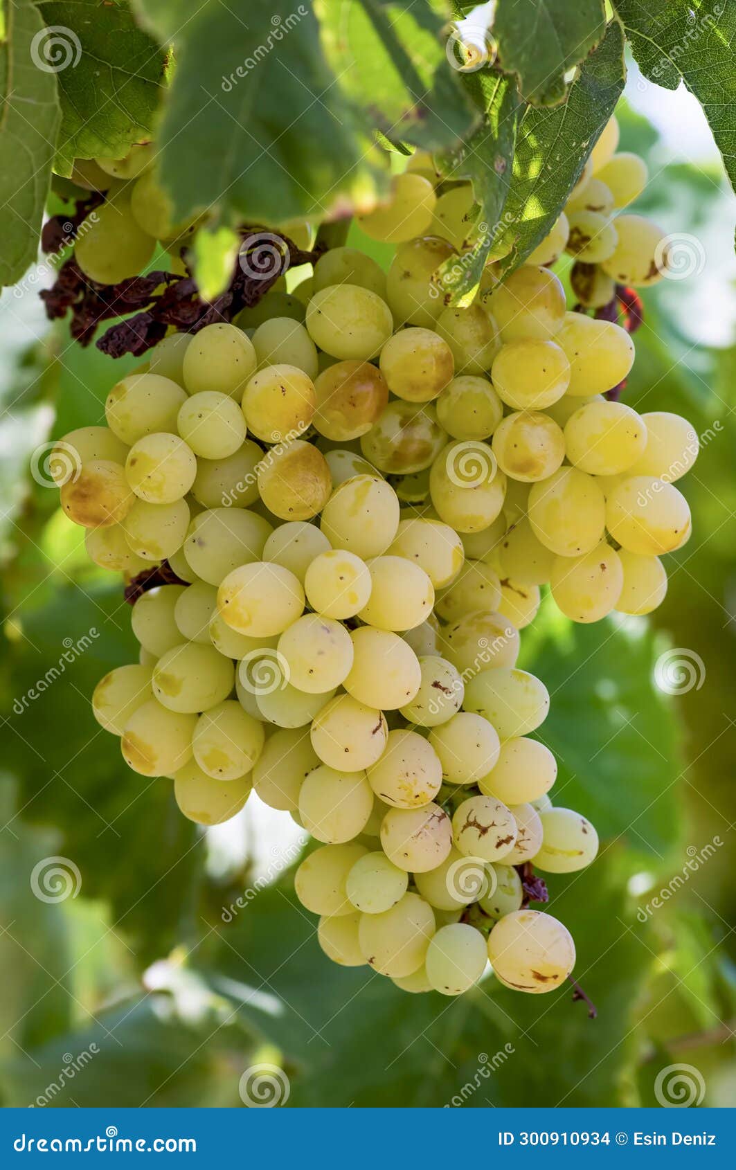 grapes field, vineyard (turkey izmir buca vineyard