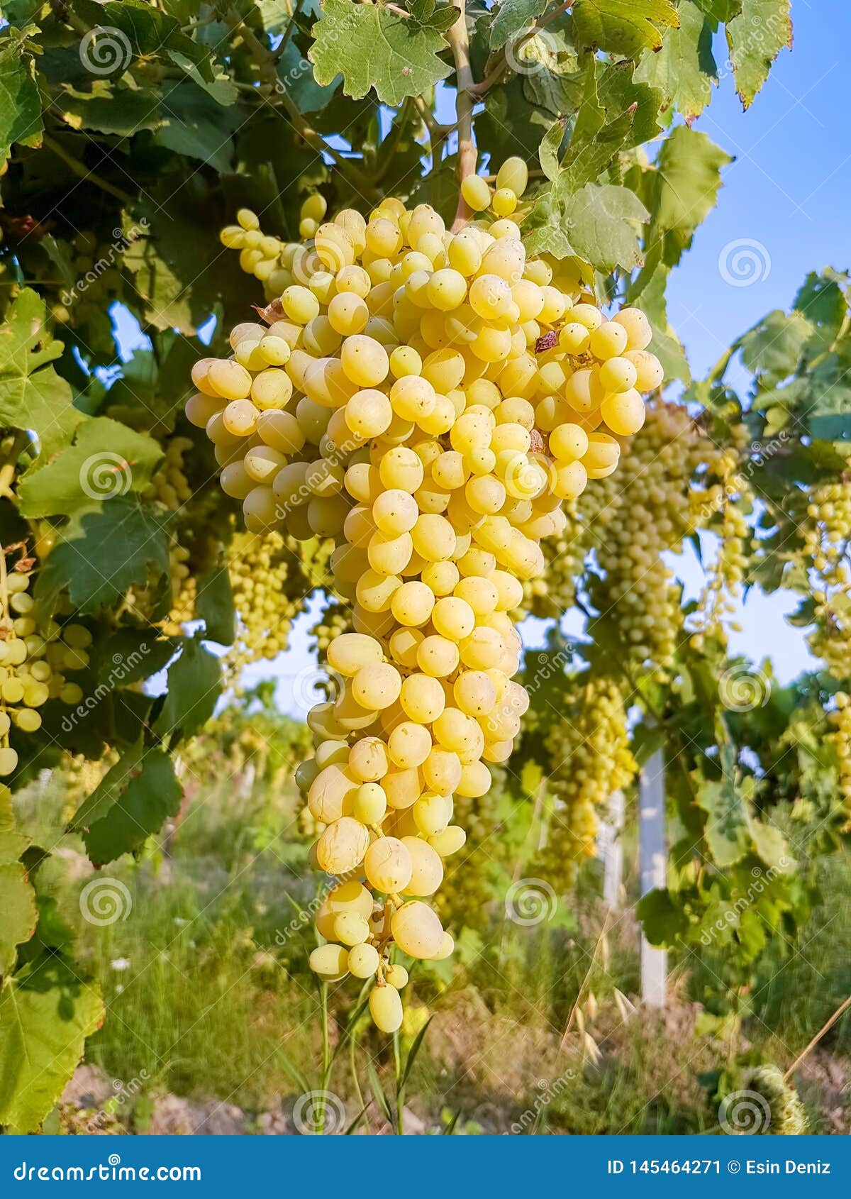 grapes field, vineyard turkey izmir buca vineyard