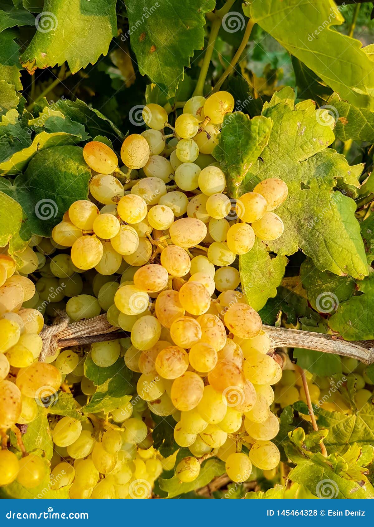 grapes field, vineyard turkey izmir buca vineyard