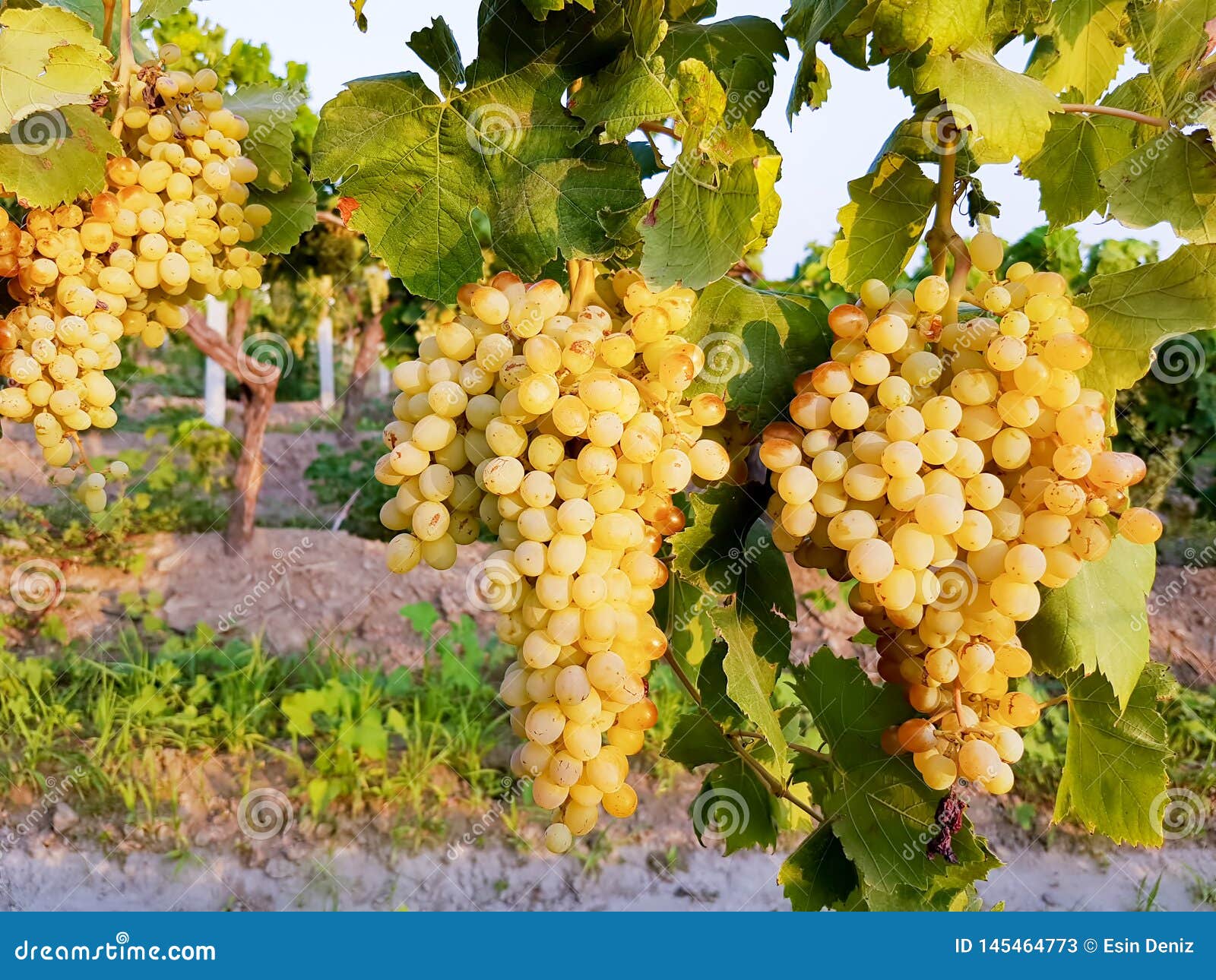 grapes field, vineyard turkey izmir buca vineyard